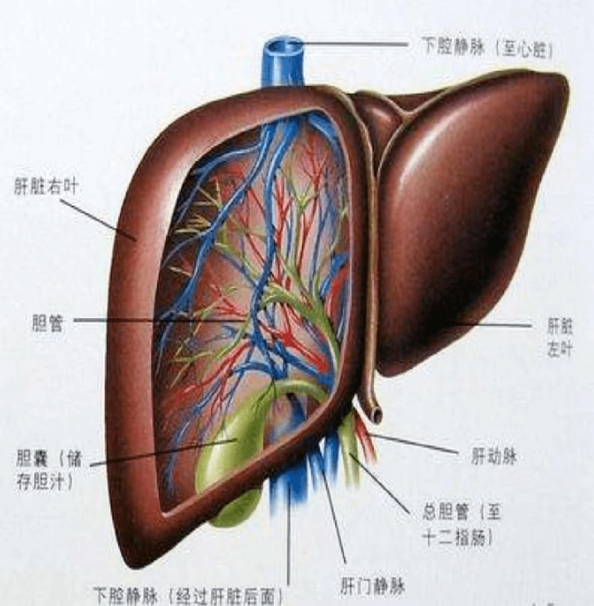 肝右叶的位置图图片