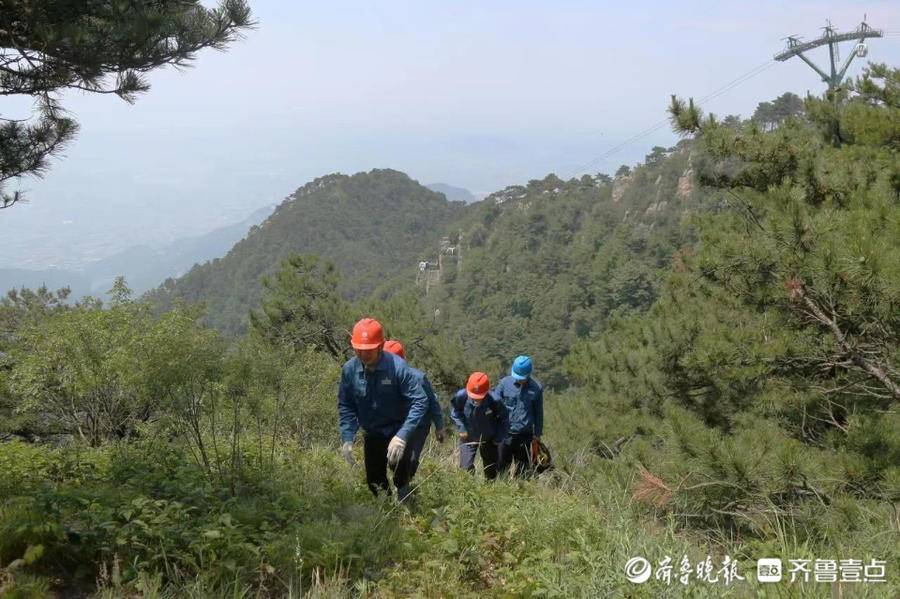 壁立千仞护线入云,国网泰安供电公司全力保障泰山景区可靠供电_线路_供电_泰山