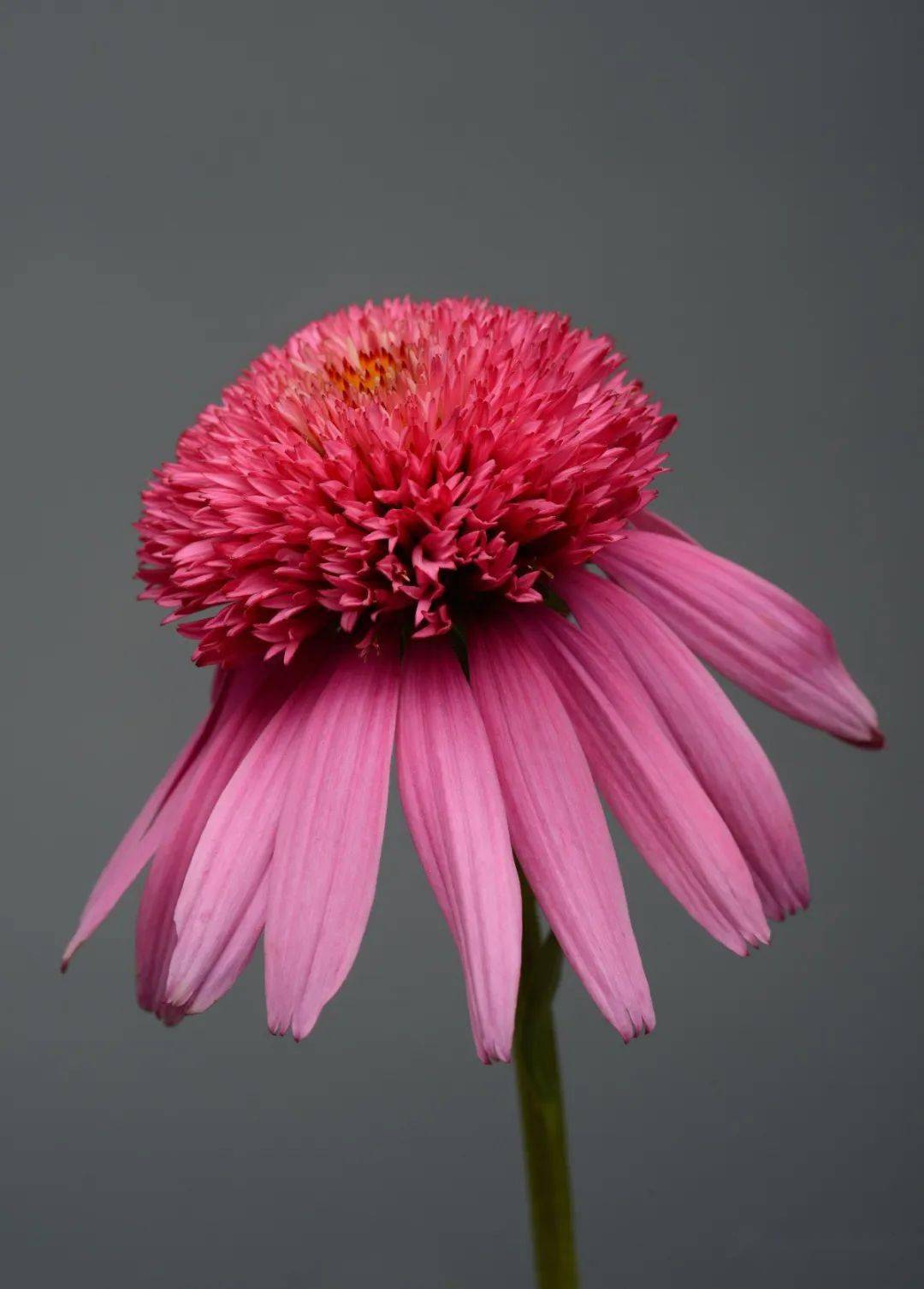 宿根花卉最受欢迎的泛美紫松果菊全品类种子无性全都有现苗热销