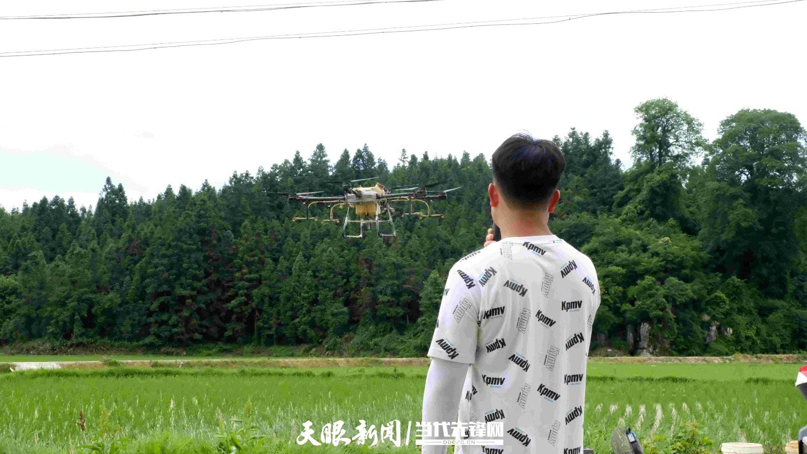锦屏:无人机管护促粮食丰产丰收_农药_龙安增_水稻