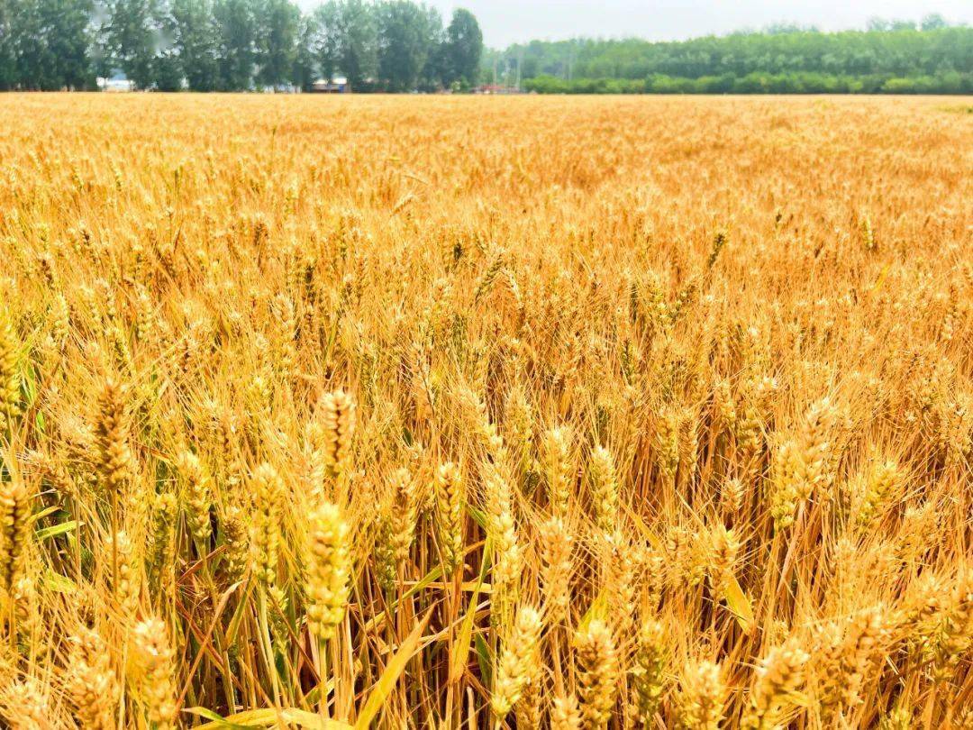 给人带来丰收的喜悦金灿灿的麦子不同于之前绿色的清新从春到夏沉甸甸