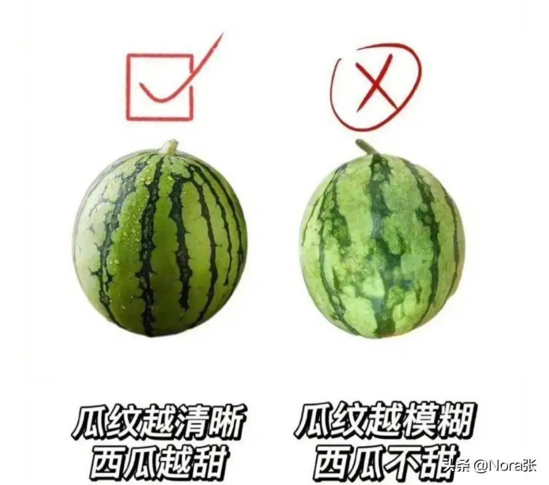 常见西瓜的区别与对比做科学吃瓜人