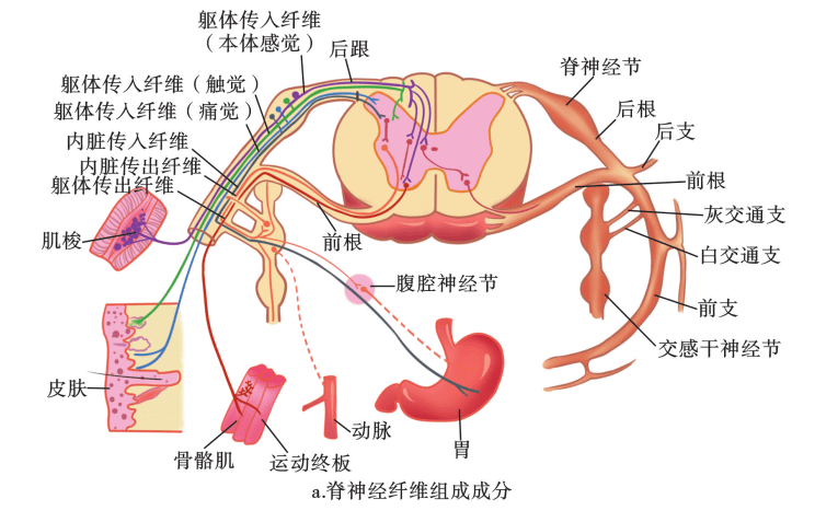 脊膜支(窦椎神经)和交通支,含有躯体感觉,躯体运动和自主神经纤维