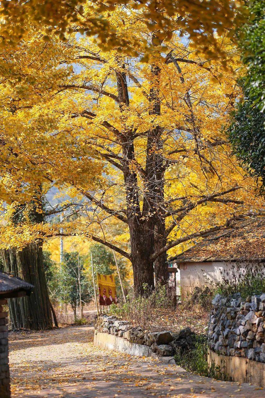 摄影师疯狂追捧的小众景点 避开假期人潮 超美 超出片 玛嘉 景色 长溪村