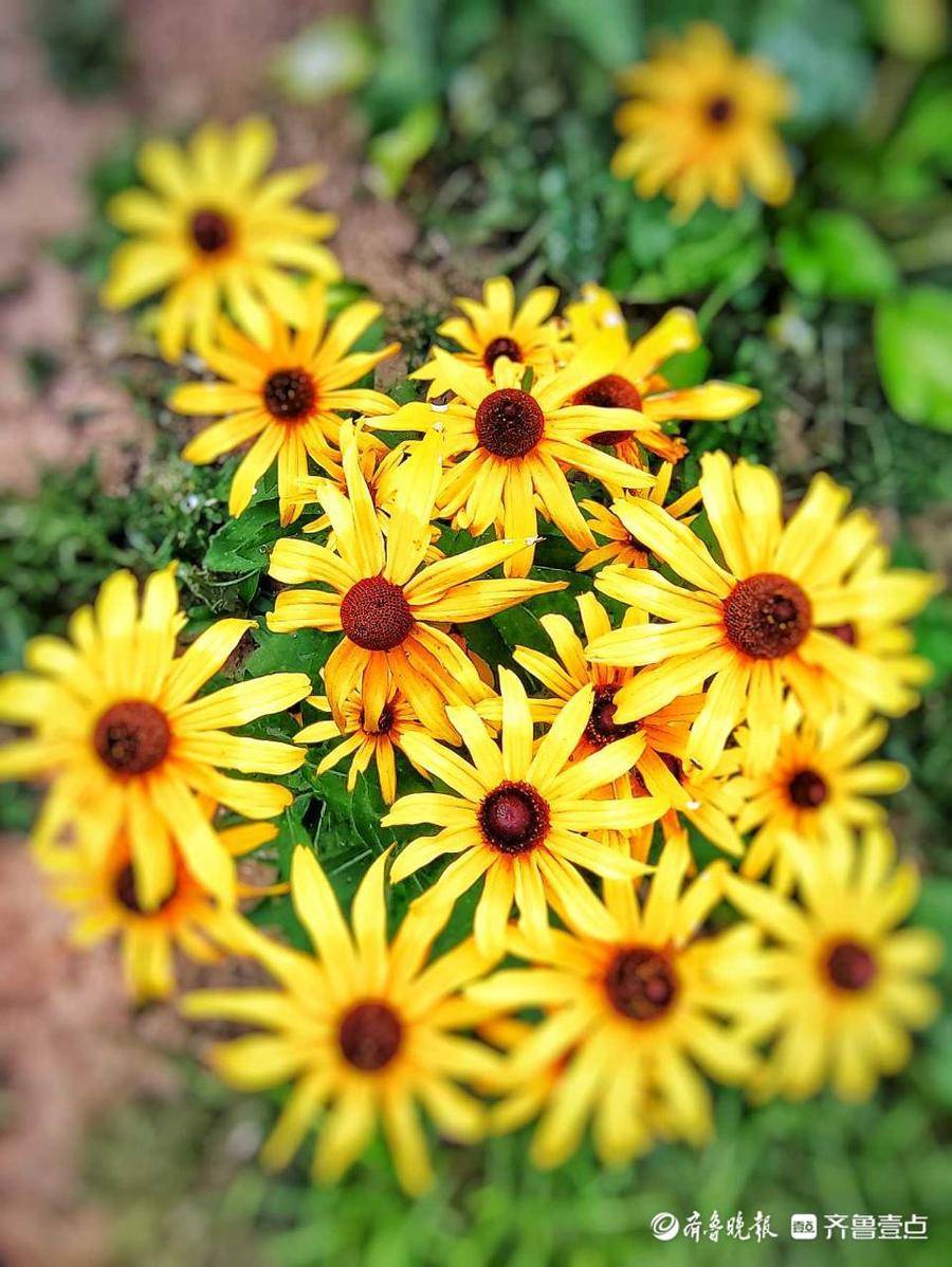 6月17日最佳情报 油桃满枝头 鲍鱼养殖忙 恭喜壹粉分享获奖 济南 荣成 红包