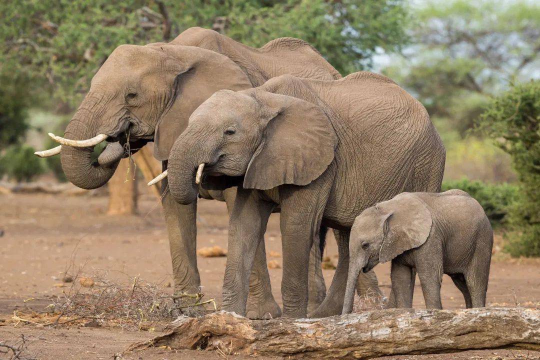 全新3天2夜·亚洲象保育义工旅行丨一次近距离亲密接触亚洲象的机会！