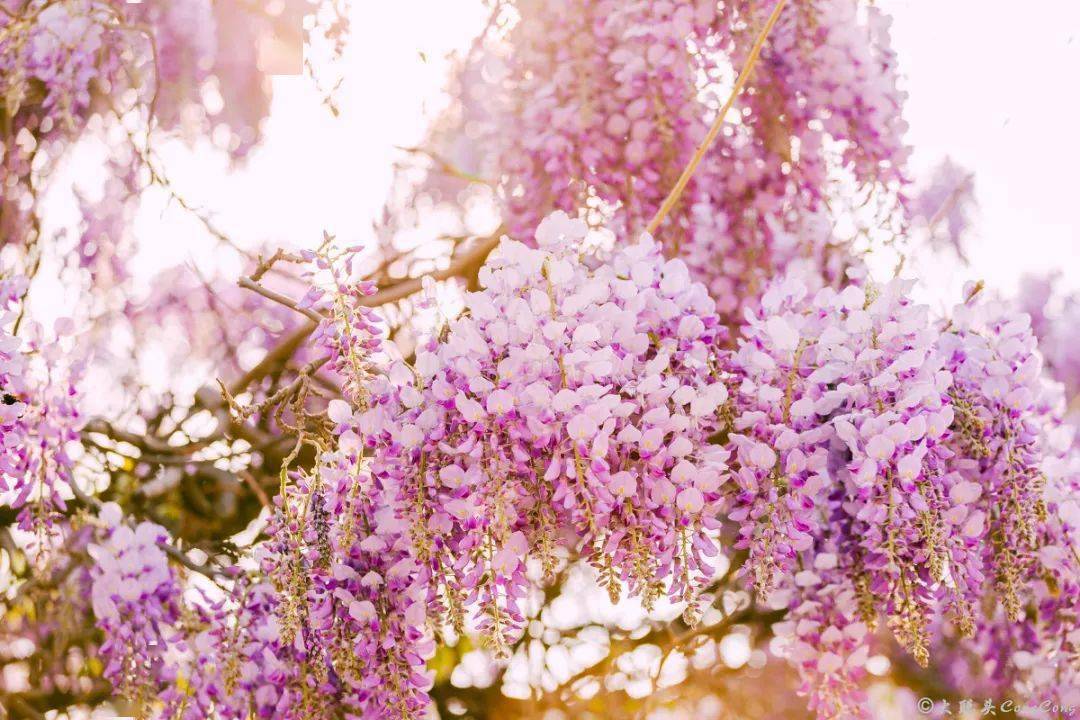 "我在开花!"它们在笑.这里春红已谢,没有赏花的人群,也没有蜂围蝶阵.