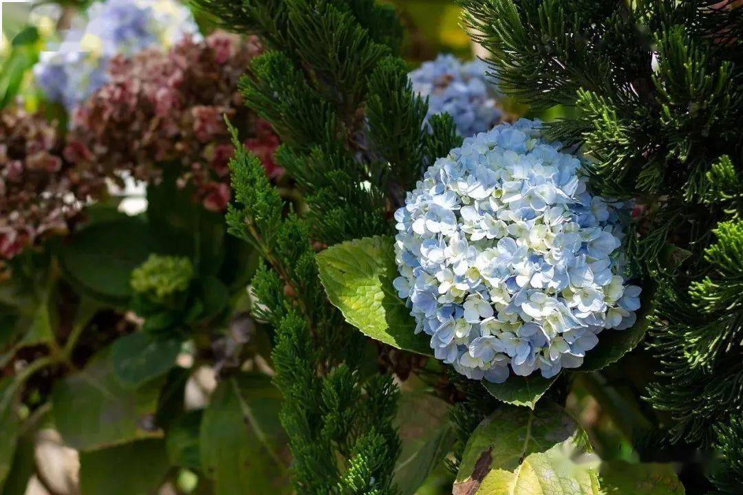 科普梁河 有毒植物这么多 这些花千万别放进嘴里 毒性 杜鹃花 Commons