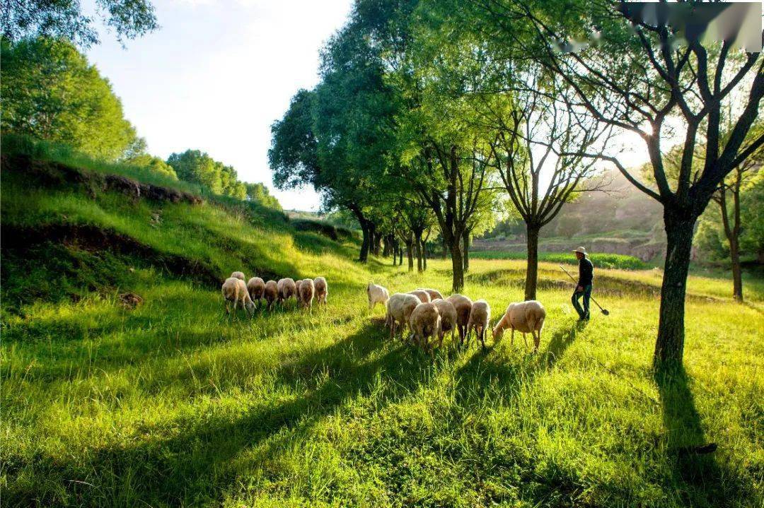 "我们的新时代""电信杯"短视频,摄影作品展播(一)_灵台县_龙门乡_全县