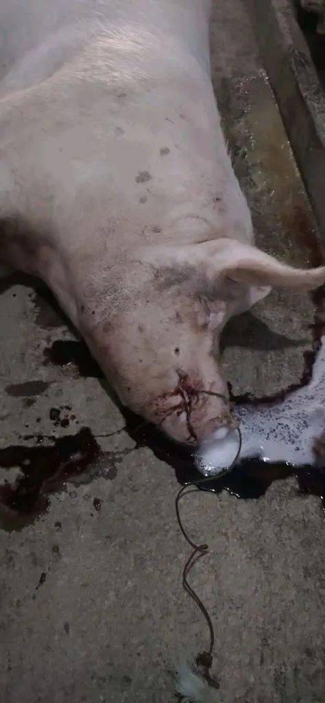 又有新特点!_死亡_蓝耳_母猪