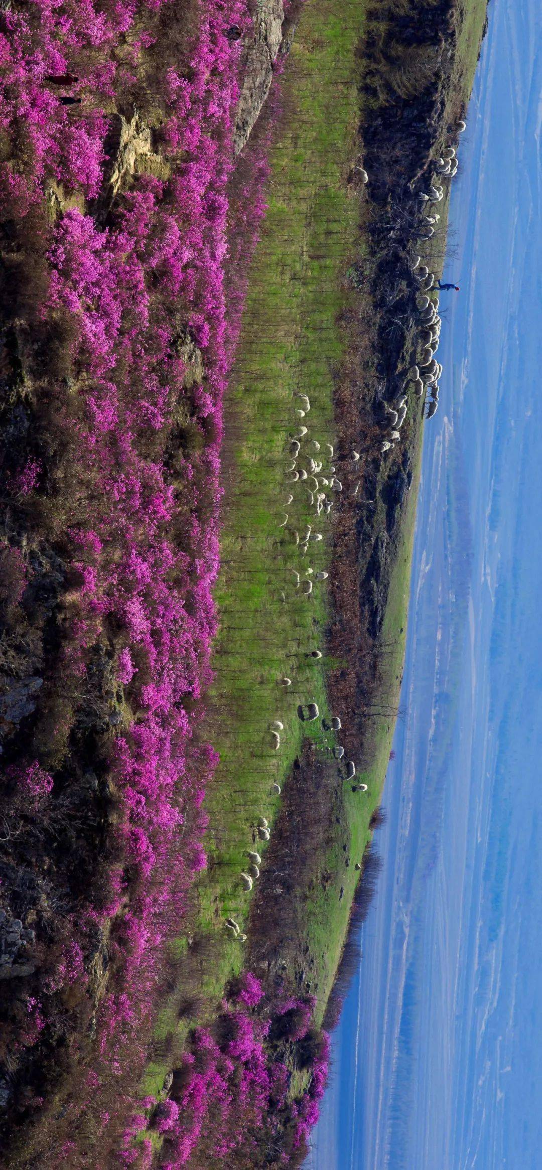 和一个个小坡小岭绵延了佳木斯的城市街道4月怦然绽放的杏花3月漫山