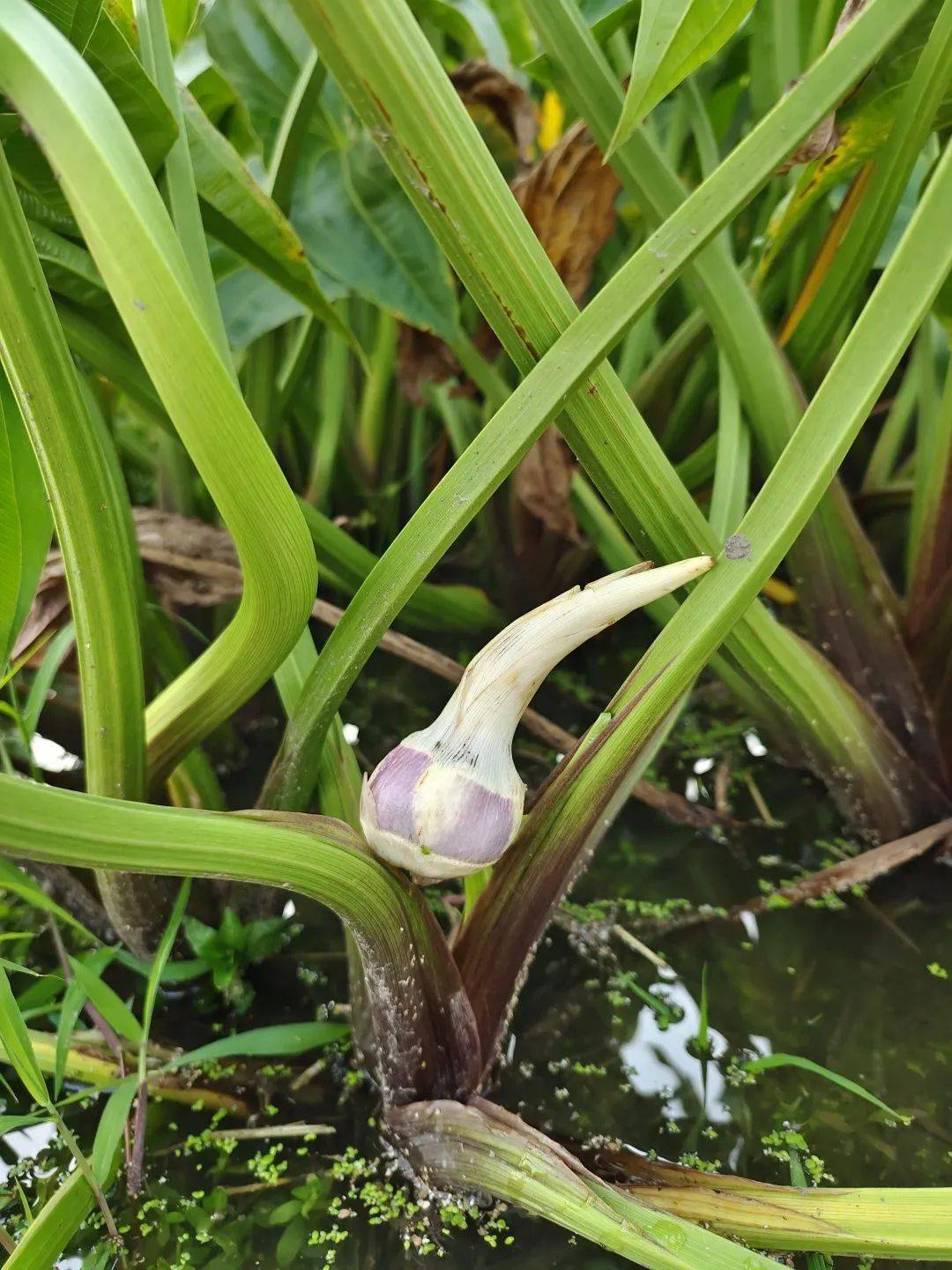 15吨茨菇滞销姜堰人快帮忙