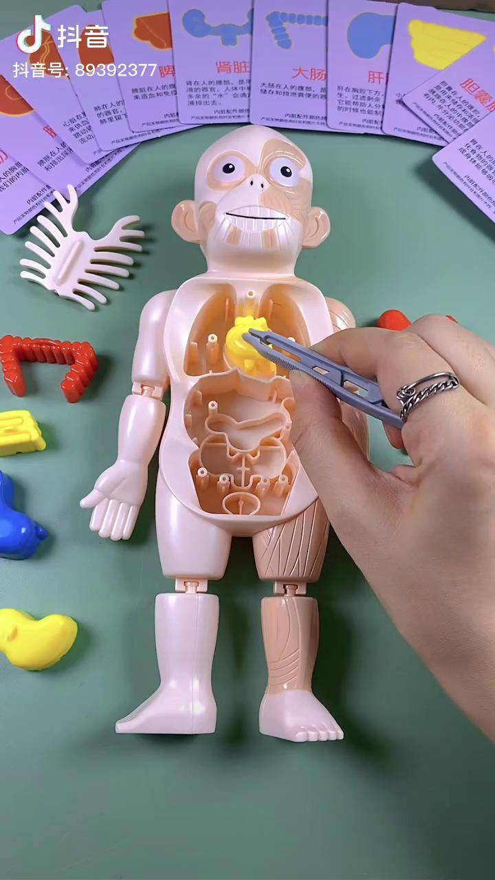 人体模型玩具教会孩子认识各种器官以及作用并且爱惜身体儿童健康科普