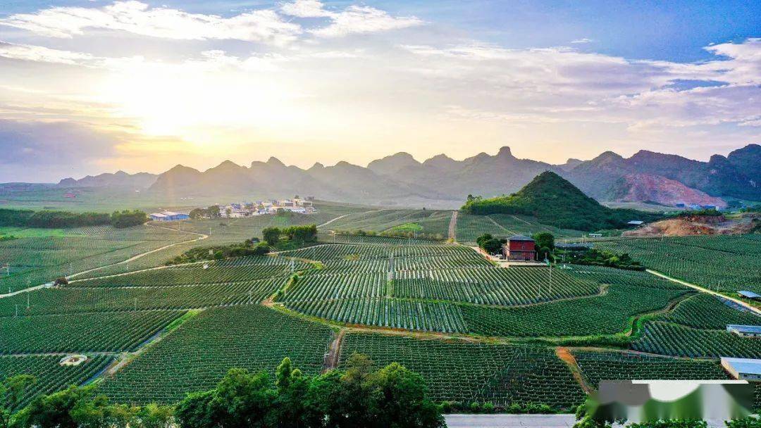 广西隆安火龙果成致富果乡村振兴更红火