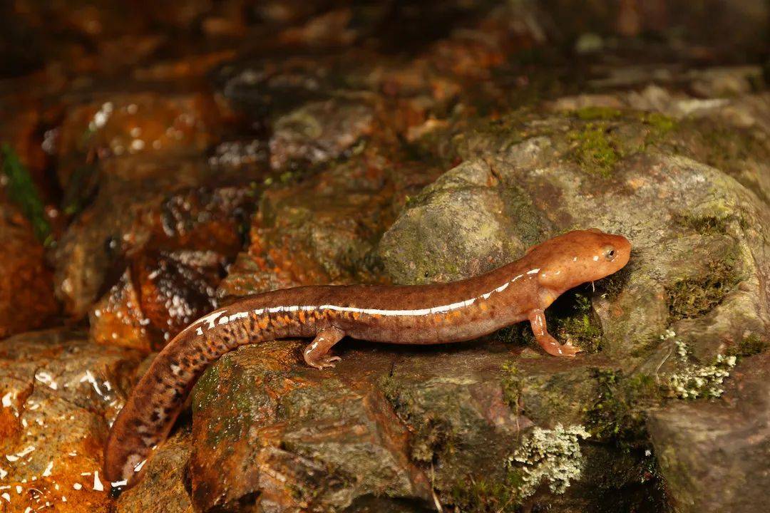 想尝一尝千与千寻中的烤蝾螈当心牢底坐穿