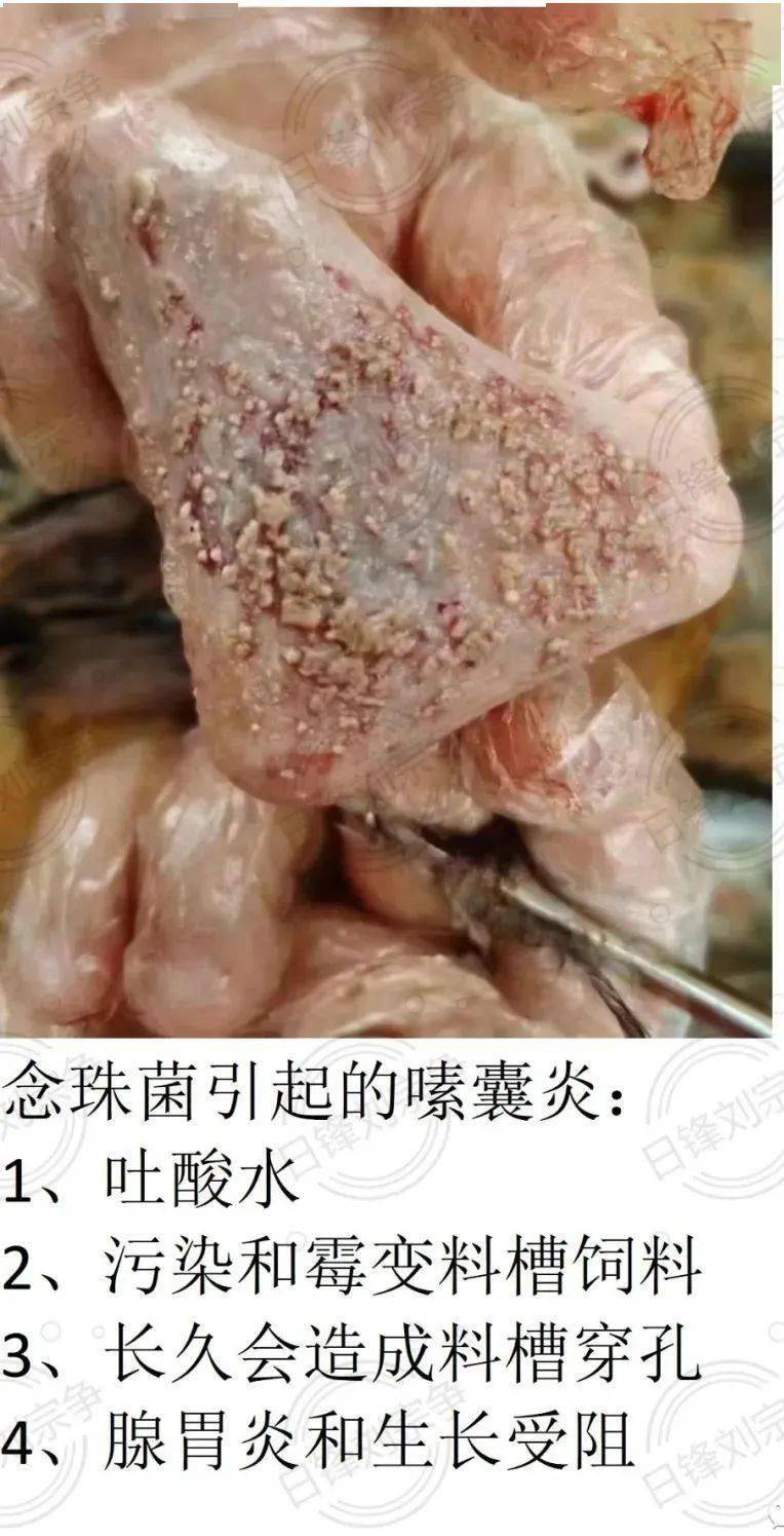 抑菌粉刘宗争博士讲禽病原料行情(以上为容重二等以上水分15%粮源主流