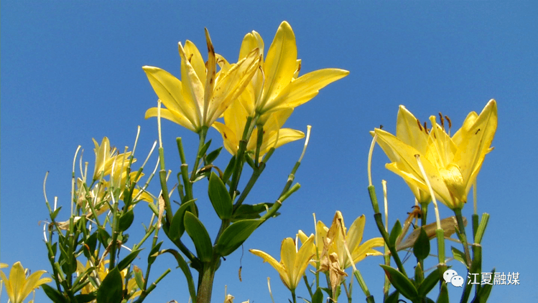 江夏百合花盛放!观赏食用两不误!