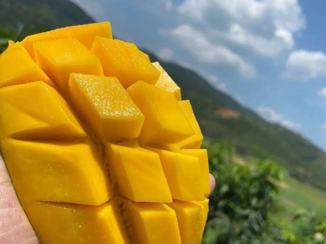 云南大青芒口感巅峰到只要269箱包邮一口下去全是肉吃着相当过瘾