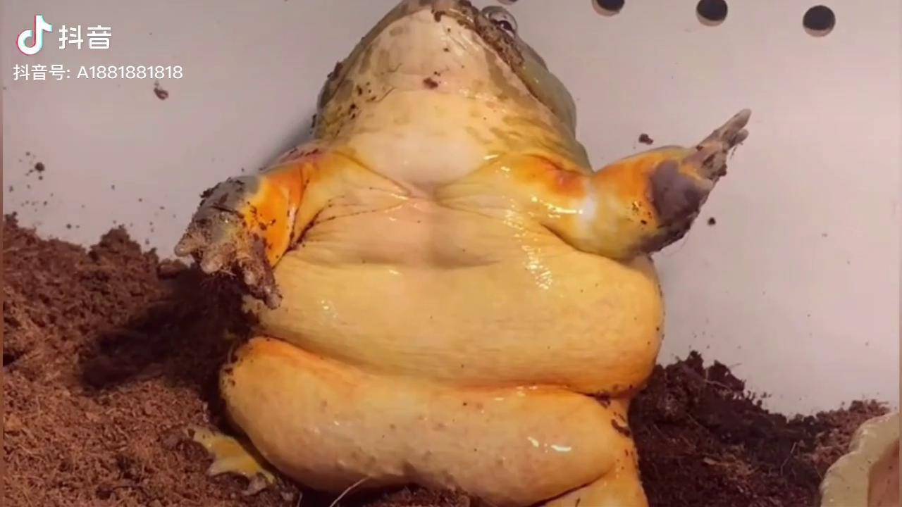 搞笑配音牛蛙我以前有八块腹肌现在胖的就剩一块了