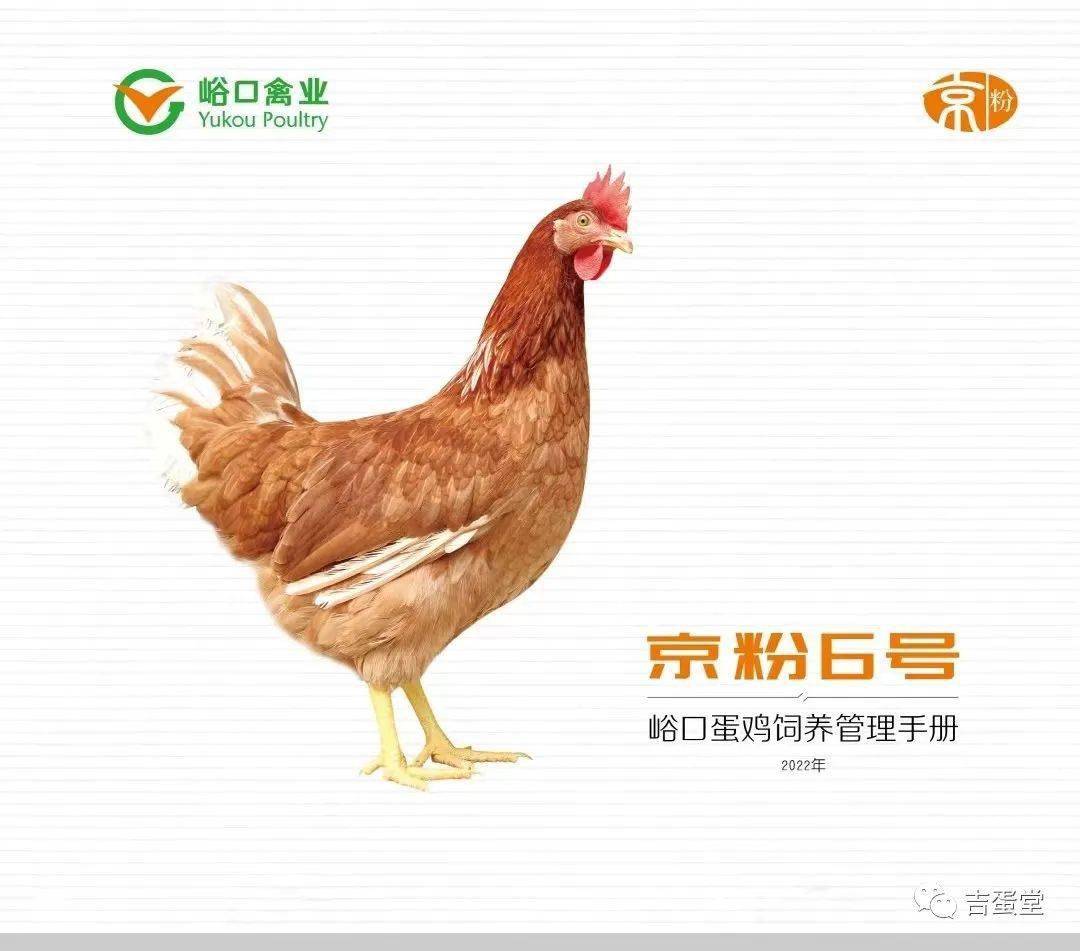 更新京粉6号蛋鸡2022版饲养管理手册