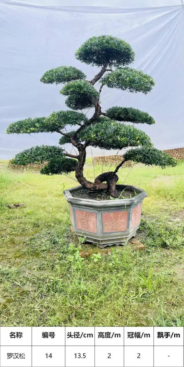 马后花园头径1215公分s型罗汉松盆景工程庭院适用