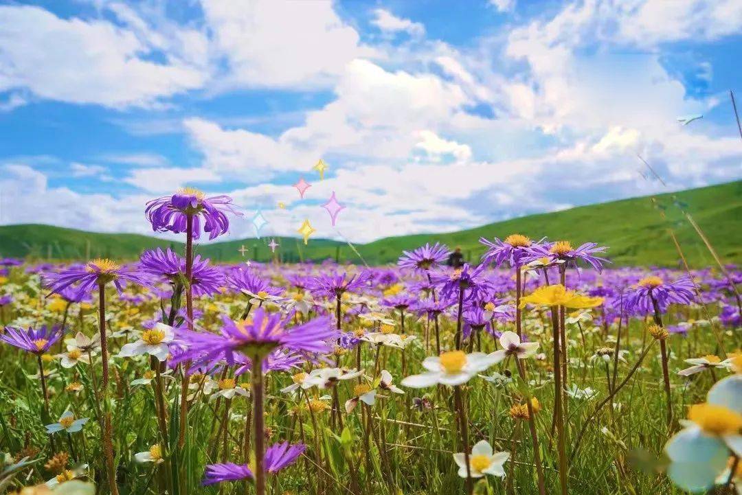 红原俄么塘花海的花花开得正艳