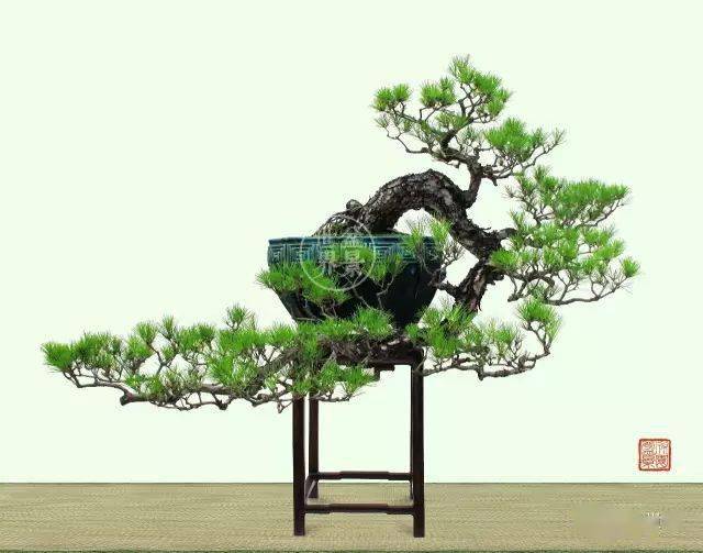 最美的100盆山松_cm-_作品_郑永泰