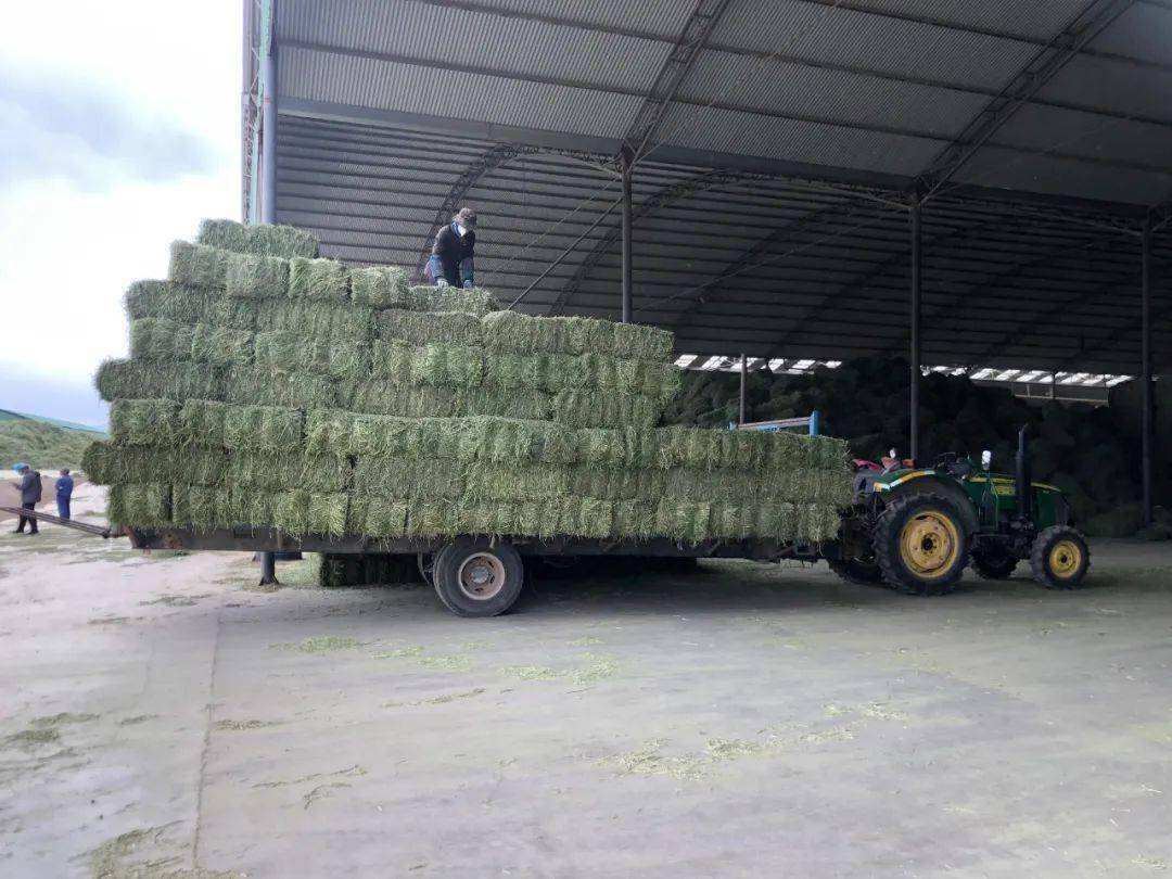 在甘肃永昌宝光农业科技发展有限公司仓库,工人们正在打包,搬运干
