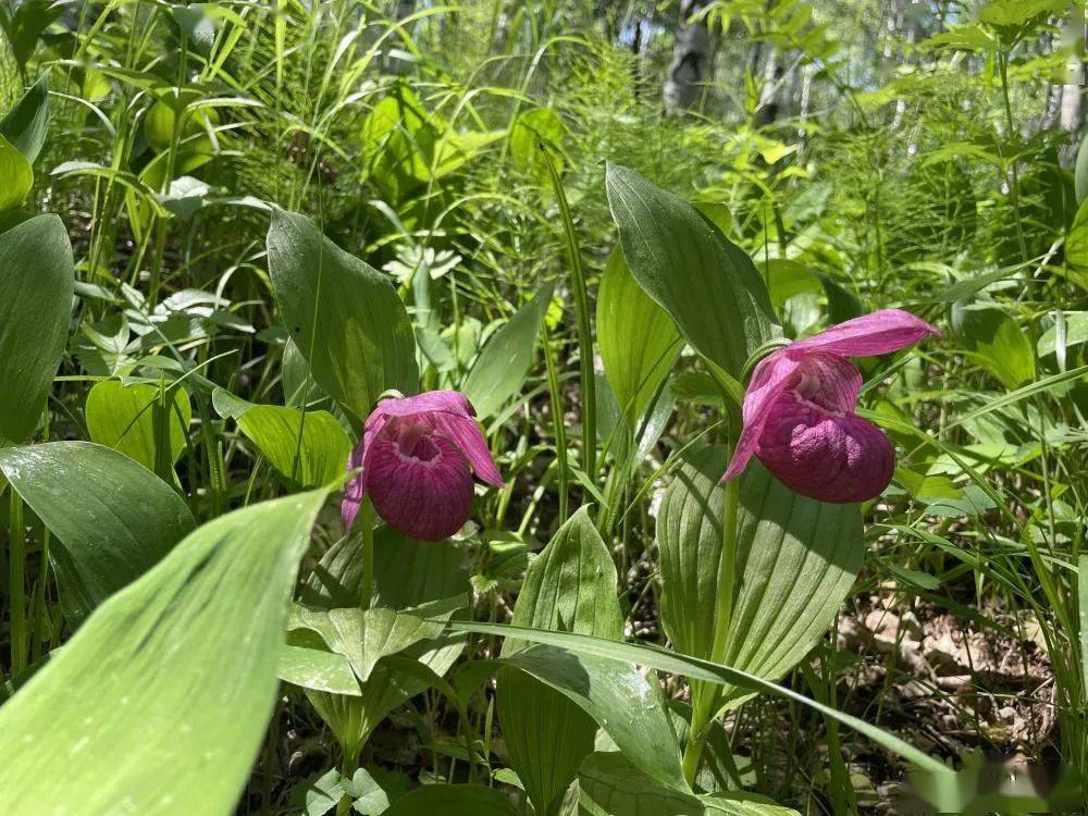 国家一级濒危保护植物毛杓兰现身内蒙古阿尔山