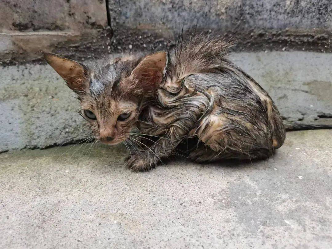 救到貓咪沒有條件飼養怎麼辦?網絡博主11年間救助近2000只流浪貓,網友