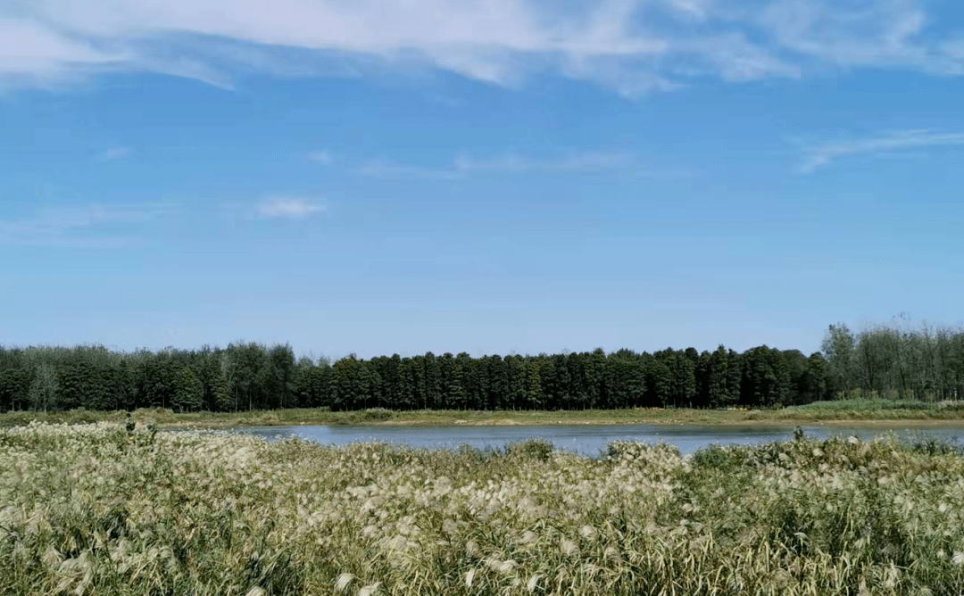蛙叫虫鸣江水绵延,绿树成荫青弋江景观慢道连着乌凤滩湿地公园summer