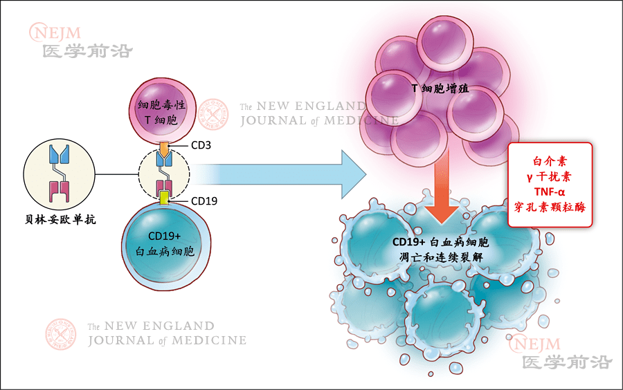 图1.ph染色体的发现史和遗传特征,以及伊马替尼的作用机制