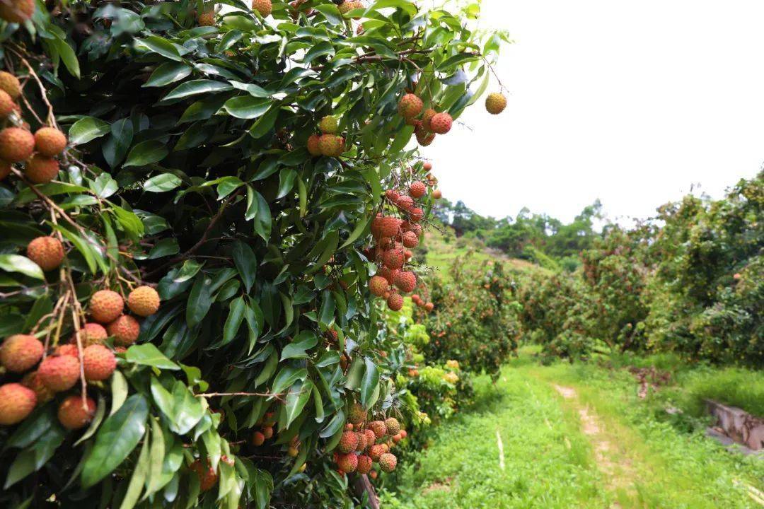 种植户 张福建:6月22日,在官圩镇五福村荔枝果园里,一颗颗鲜红的荔枝