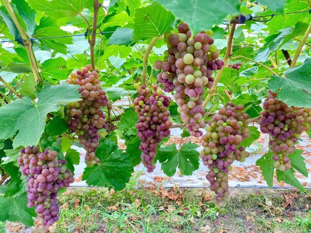 盛夏时节正是葡萄成熟上市的季节在雍城街道四季东城农庄的葡萄园里