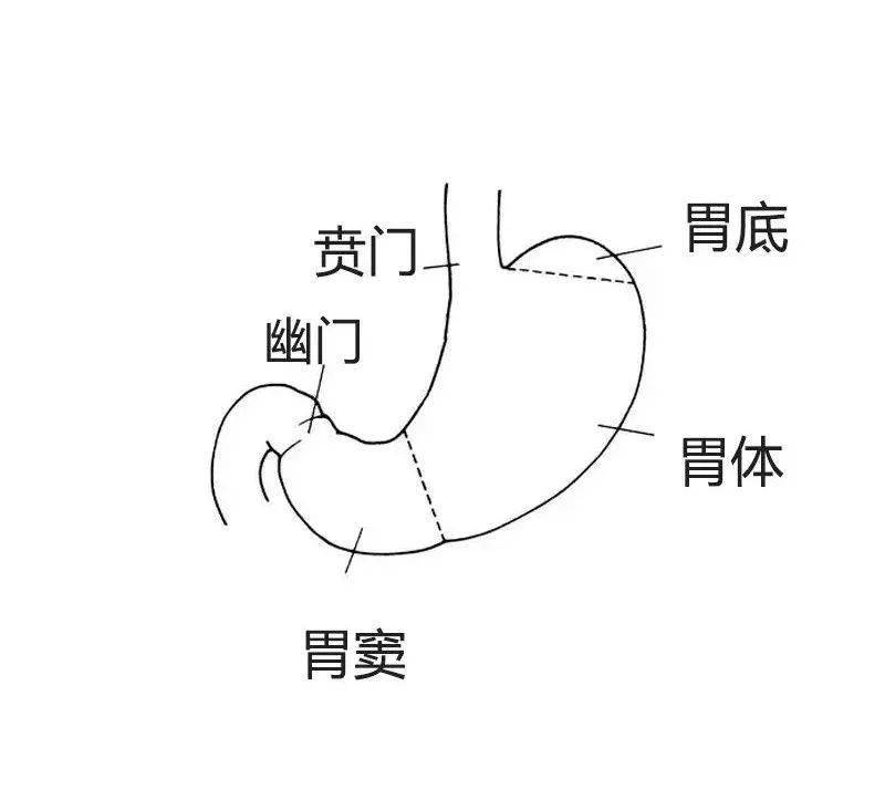 10萬人胃鏡證實長了這種息肉的人胃癌風險很低