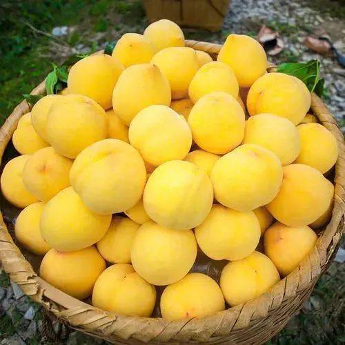 超好吃,好玩_黄桃_直播_活动