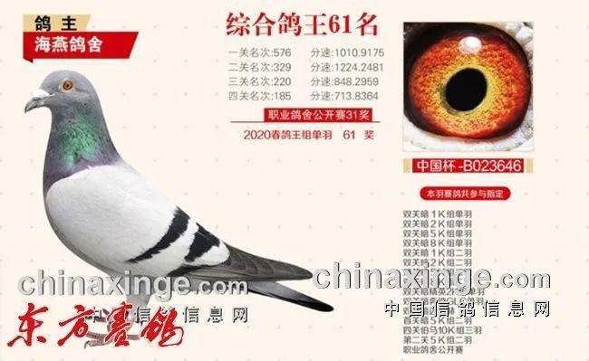 江苏海燕鸽舍的三栖赛鸽传奇