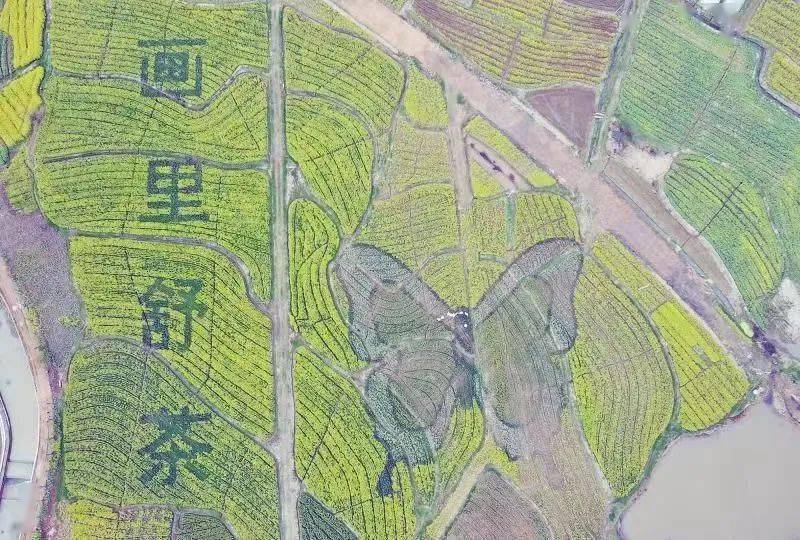 舒城县舒茶镇"画里舒茶"吸引众多游客观光【我们的新时代】_沙墩村