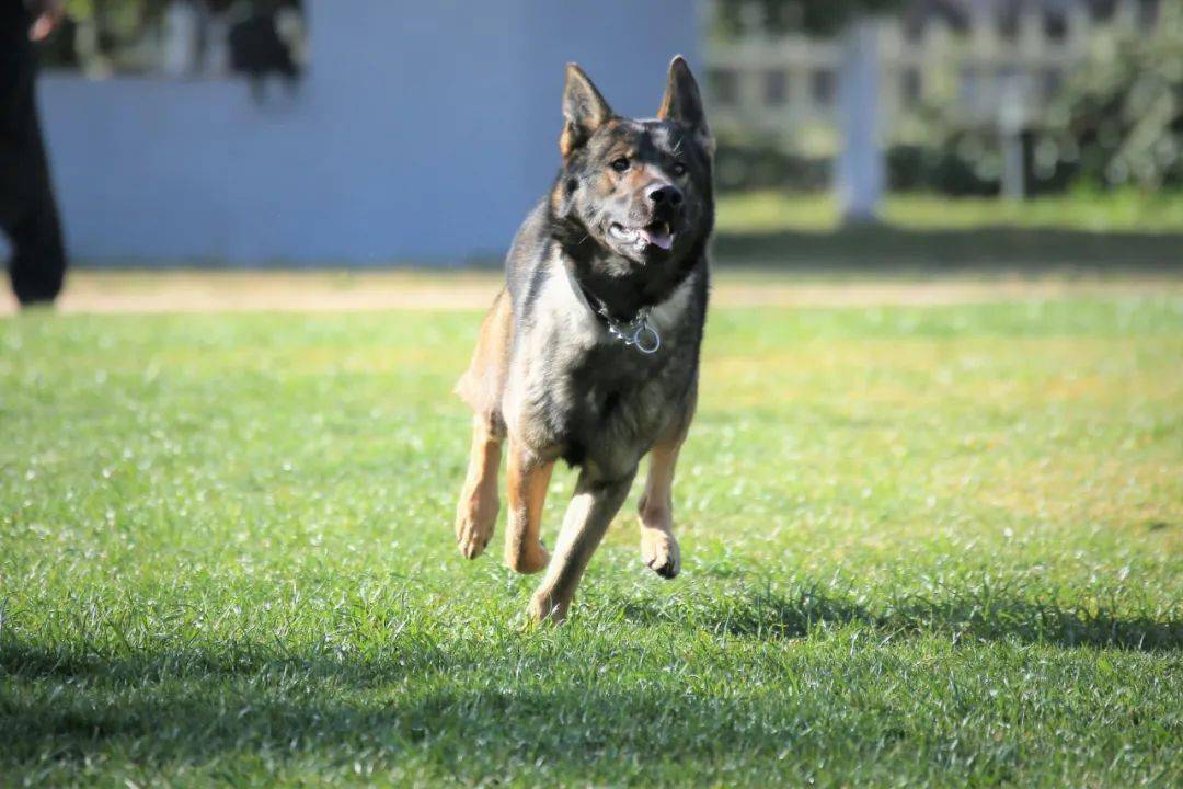 缉毒犬排名图片