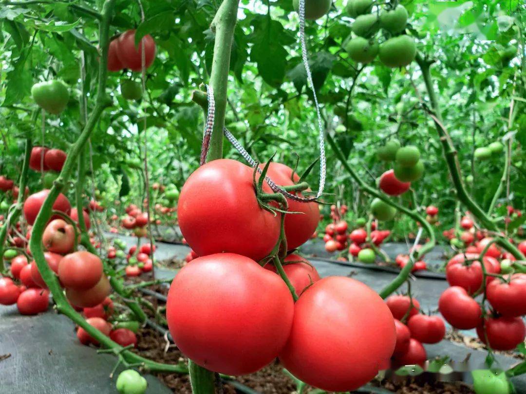 人民幸福生活是最大的人权长吉镇西红柿丰收农户喜开颜