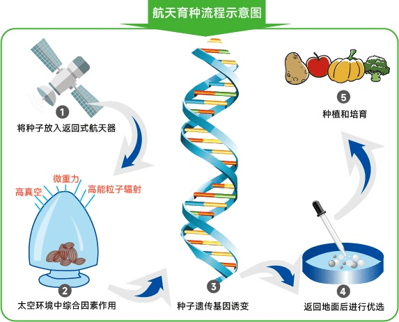 「深度科普」经历太空之旅,"天选之种"何去何从_种子_育种_载人航天