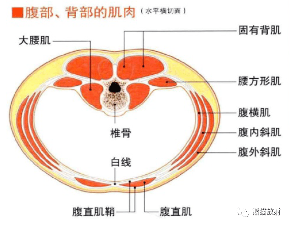 腹壁脊柱腹腔腹膜後間隙解剖