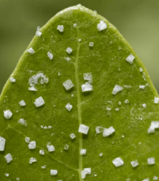 明明是绿色的,为什么叫红树?_木本植物_环境_胚轴