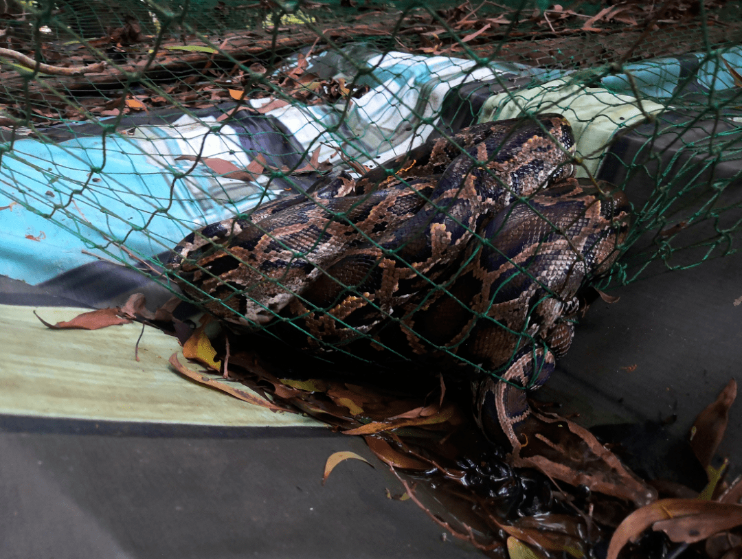 偷鸡不成蚀把米2米长的缅甸蟒溜进深圳一农户家中意图不轨结果