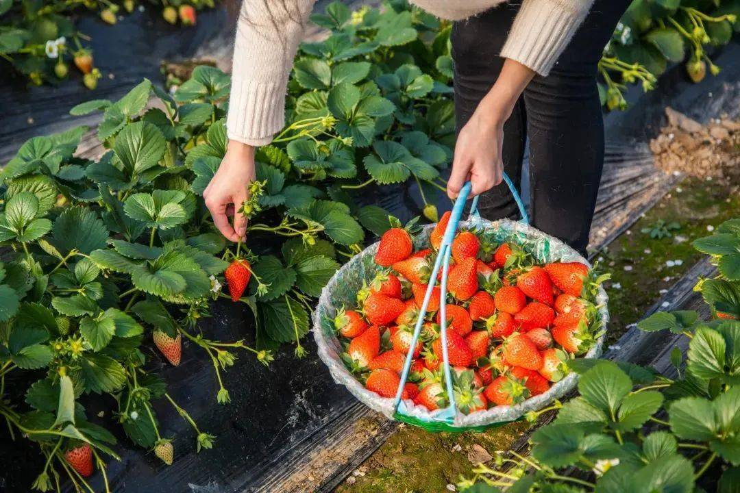 開心林場農家樂第五站:薰衣草莊園第四站:五渡橋農莊第三站:廣勤垂釣