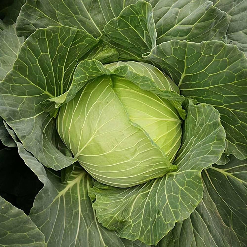 进口的耐高温甘蓝5560天的早熟品种叶球扁圆鲜绿商品性好