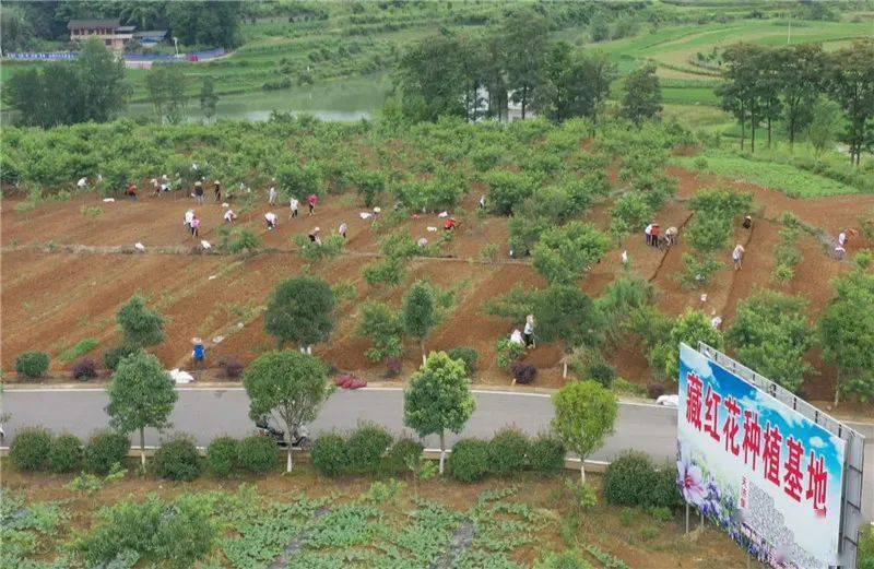 正值农忙时节,在玉屏侗族自治县朱家场镇混寨村藏红花种植基地,村民