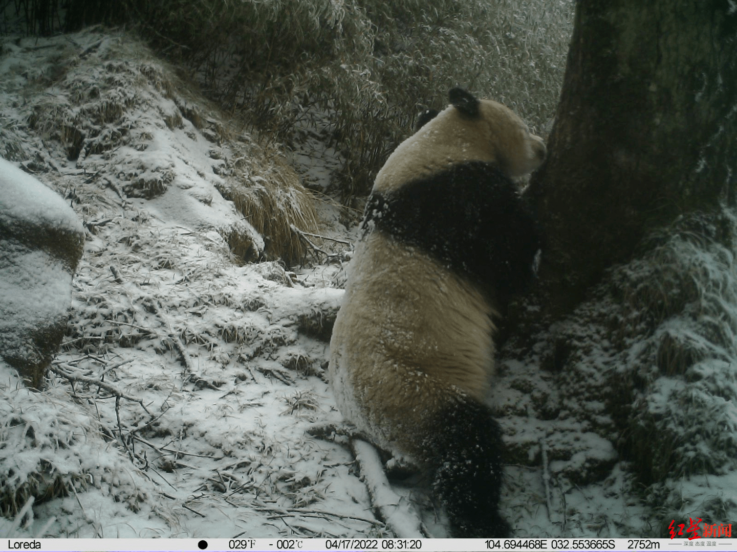 萌化了 绵阳平武野生大熊猫解锁正宗熊抱