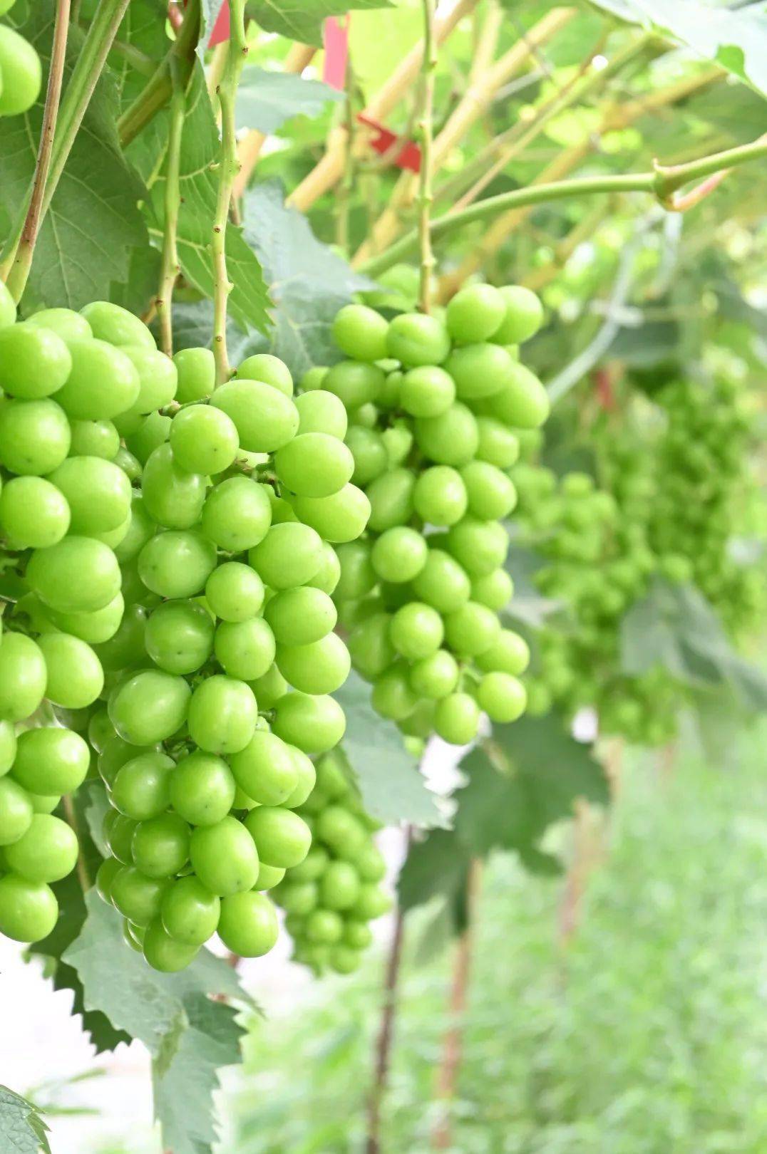 寻味致和 | 缤纷水果 夏日限定甜蜜_葡萄_李子_绿宝石