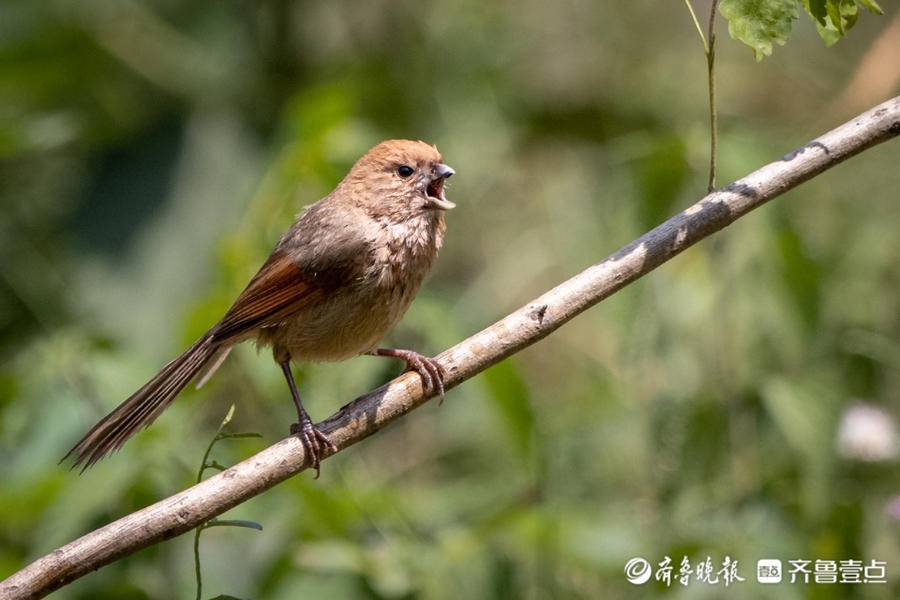 身姿優美動作輕盈的枝頭歌唱家——棕頭鴉雀_黃騰鳥_黃豆鳥_蹤跡